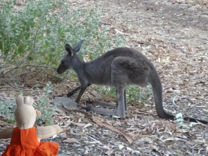 L’emblème de l'Australie, le kangourou.