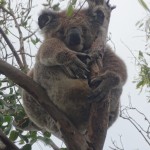 Le koala partage son temps entre la sieste et le mâchonnage de feuilles d'eucalyptus.