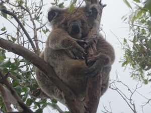 Le koala partage son temps entre la sieste et le mâchonnage de feuilles d'eucalyptus.