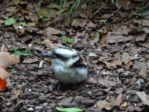 Le kookaburra est un grand martin pêcheur.