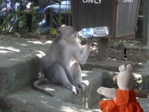 Ces macaques crabiers sont vraiment très proche de l'homme !