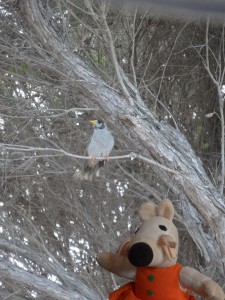 Cet oiseau se fond parfaitement dans le décor mais Mausi l'a entendu chanter.