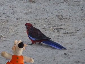 et un rouge qui a voulu dérober le repas de Mausi.