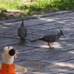 Une colombine longup, encore nommée pigeon punk.