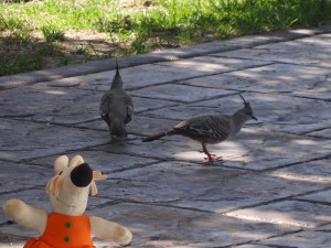 Une colombine longup, encore nommée pigeon punk.