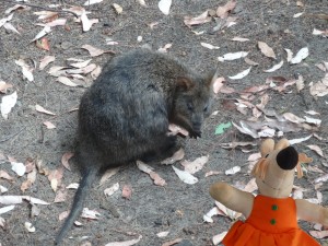 Le wallaby, petit frère du kangourou.