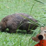 Un wombat, il ressemble à un gros ours en peluche.