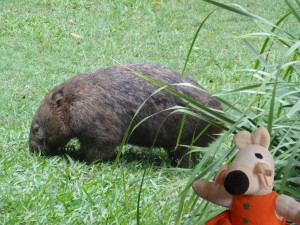 Un wombat, il ressemble à un gros ours en peluche.