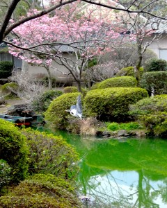 Un héron prend son envol près d'un cerisier.