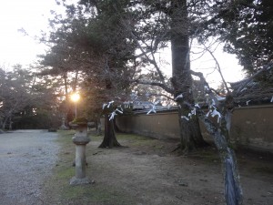 Des prédictions ont été accrochées aux branches des arbres. Certains pensent qu'ainsi les bonnes prédictions se réaliseront et que les mauvaises seront purifiées.