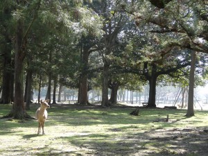 Un cerf solitaire dans un des parcs de Nara.