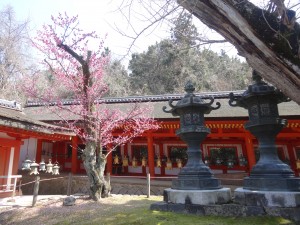 Ici aussi, les arbres commencent leurs floraisons.