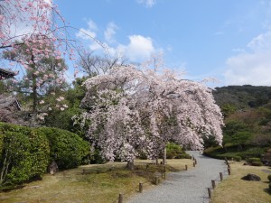 "Etre rien qu'en vie - à l'ombre des cerisiers - cela est un miracle" Haiku de Kobayashi Issa.