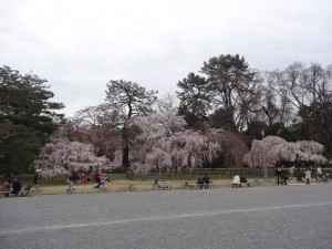 Dans le parc impérial de Kyoto, les japonais viennent nombreux pour admirer les cerisiers.