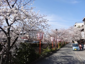 Près du canal, une rue bordée de sakuras.