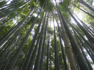 La forêt de bambous.