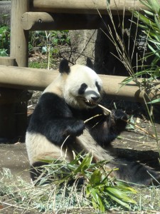 Un panda boulotte une tige de bambou au zoo d'Ueno.