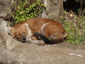Toujours au zoo d'Ueno, une espèce de coyote prend une pose kawaii.