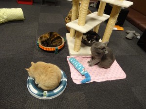 A Shinjuku, on a passé un peu de temps dans un bar à chats.