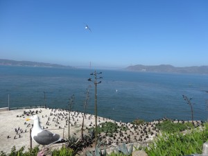 Sur les rives d'Alcatraz, de nombreux cormorans ont trouvé refuge.