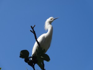 Une gracieuse aigrette des neiges à Alcatraz...