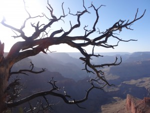 Un arbre a trouvé un joli coin pour finir ses jours.