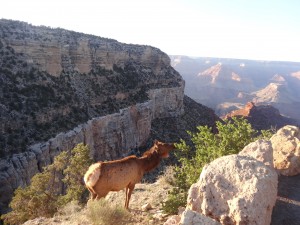 Un des habitants légitimes du Grand Canyon.