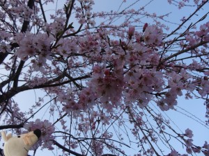 Sous les cerisiers en fleurs -
La souris voyageuse -
Est songeuse.
