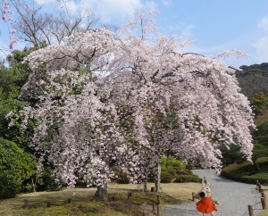 Chaque année la floraison des cerisiers est l'occasion du Hamani.