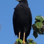 Un noble aigle noir prend la pose sous son meilleur profil.