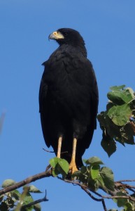 Un noble aigle noir prend la pose sous son meilleur profil.