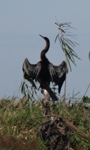 Un cormoran sèche ses plumes.