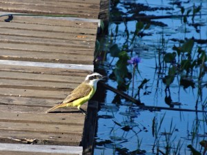 Avant notre départ, un oiseau jaune profite d'une promenade sur le ponton.