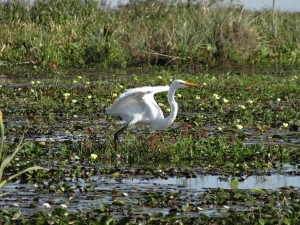 Un oiseau échassier prend son envol.