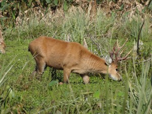 Un cerf profite avec prudence de son repas (ici, il y a parfois des caïmans dans la salade).