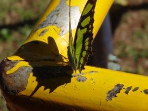 Les papillons sont nombreux à Iguazu. Ils leurs arrivent souvent de se poser sur les visiteurs.