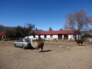 Deux lamas broutent une herbe rase près de l'estancia où nous avons passé la nuit.