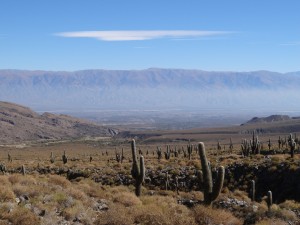 Au nord de Tafi, on traverse une partie du parc national de "los cardones" (un type de cactus).