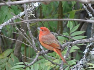 Au sommet de la colline San Bernardo, un oiseau rouge a trouvé refuge...