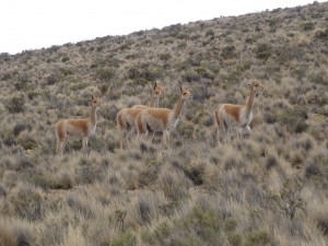 À l'est de Humahuaca, à plus de 4000 m d'altitude, nous croisons un petit troupeau de vicuñas (vigognes, des voisins des lamas).