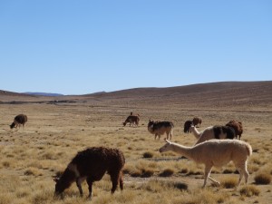 On a croisé de nombreux troupeaux de lamas.