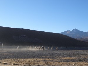 En quittant le petit village de Quetena Chico, on voit un berger emmener ses lamas.
