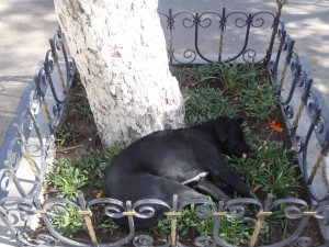Sur la place centrale de Sucre, un chien a trouvé l'endroit idéal pour la sieste.