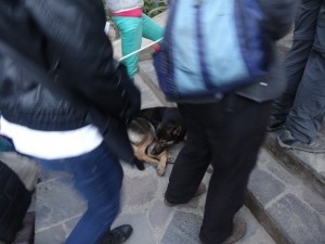 À l'entrée du Machu Picchu, un chien dort paisiblement sans se soucier de la foule.