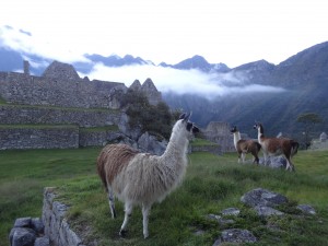 Des lamas blasés broutent sur les terrasses du Machu Picchu.