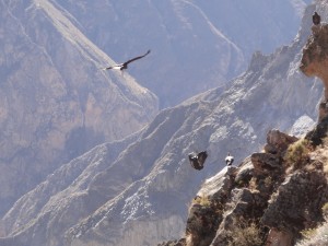 Quelques condors tentent un atterrissage groupé...