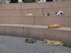 Un mini-amphithéâtre du parc Kennedy est envahi par les chats.