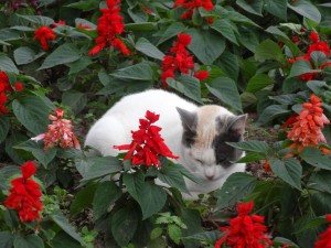Dans un parterre de fleur, un chat a trouvé refuge.