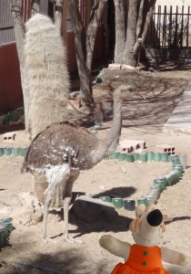 Le nandou ou suri est la version sud-américaine de l'autruche.