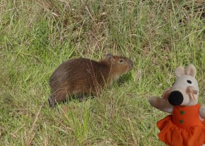 Cet animal tapi dans les fourrés est un capybara.